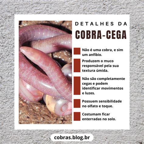 O Que Significa Cega - Detalhes da Cobra-cega