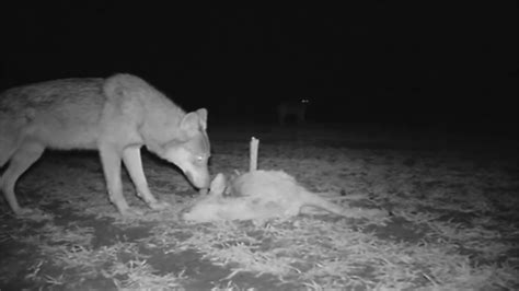 The Return Of The Wolf To The Alps Coexistence In Pastoral Landscapes