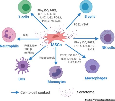 Mesenchymal Stem Cell Immunomodulation Mechanisms And Therapeutic