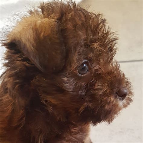 209 best Schnoodle images on Pholder | Schnoodle, Aww and Pics
