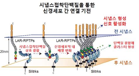 신경세포 연결 시냅스 접착단백질 복합구조 규명