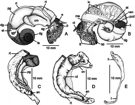 General Anatomy Genitalia And Spermatophore Of Pollicaria Mouhoti