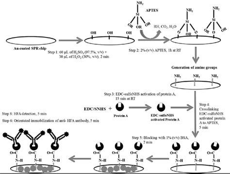 A Highly Sensitive And Rapid Surface Plasmon Resonance Immunoassay