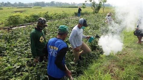 Sayembara Berburu Hama Tikus Yang Serang Tanaman Jagung Di Trenggalek