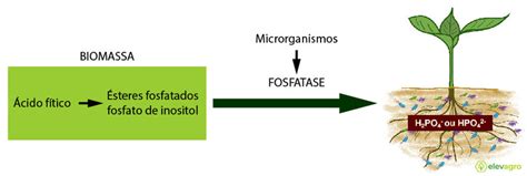 O Papel Da Enzima Fosfatase Na Ciclagem Do F Sforo No Solo Elevagro