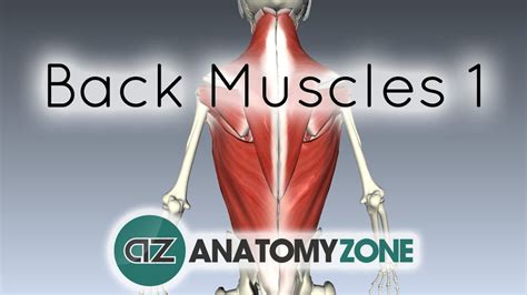 Extrinsic Muscles Of The Back • Musculoskeletal • Anatomyzone