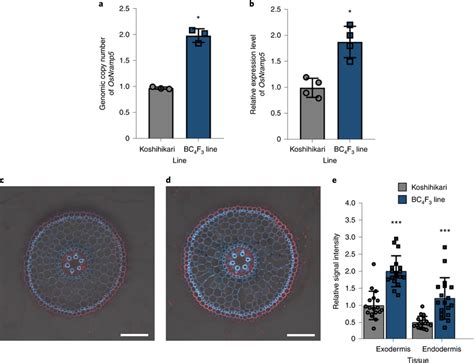 Comparison Of Genomic Copy Number Gene Expression Of OsNramp5 And