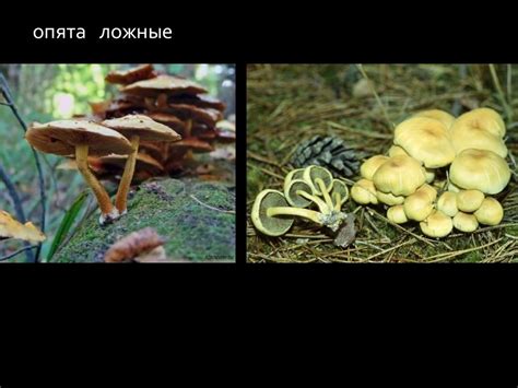 Шляпочные грибы. Разнообразие - презентация онлайн