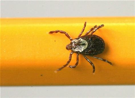 Mild Winter Touches Off Early Tick Season In Ny Long Island Press