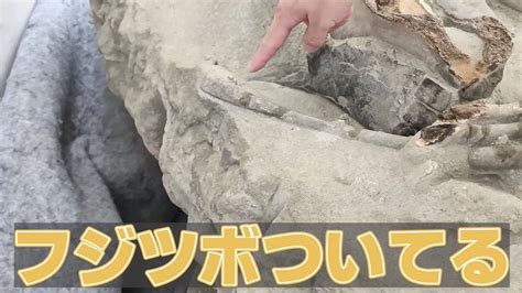 加藤ひろし 恐竜のお兄さん on Twitter RT japanfossil パレオパラドキシアデスモスチルスなどの束柱類の