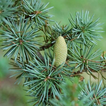 Huile essentielle de Cèdre de lAtlas Propriétés indications et recettes