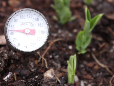 Soil Temperatures And Seed Germination Growth Plant Pest Advisory