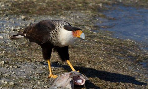 10 Carrion Birds That Eat Dead Animals A Z Animals