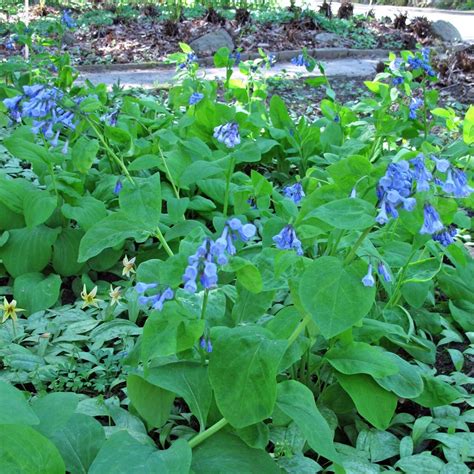 Campanillas De Virginia Mertensia Virginica Semillas