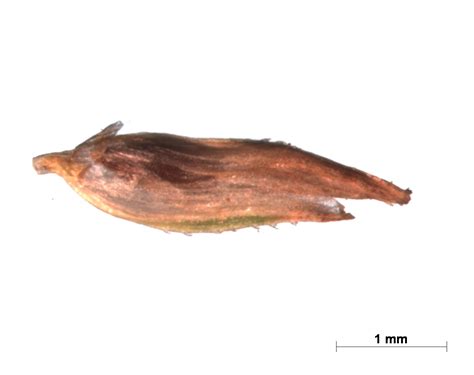 Eriocaulon L. | Plants of the World Online | Kew Science