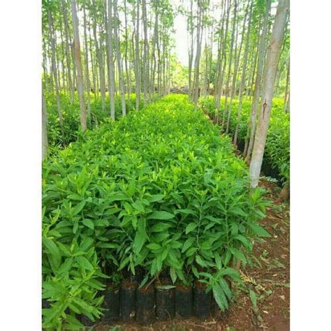 Green Full Sun Exposure Sandalwood Plant For Plantation At Rs Piece