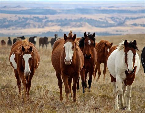 Black Hills Wild Horse Sanctuary Horse Equestrian Equestrian Style