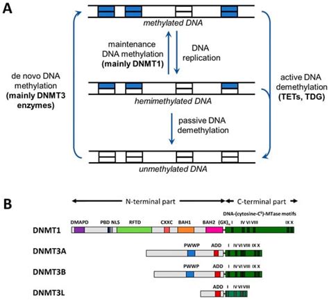 Genes Free Full Text Molecular Processes Connecting Dna Methylation