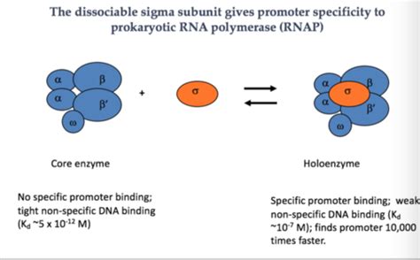 In Prokaryotes The Rna Polymerase Holoenzyme Consists Of