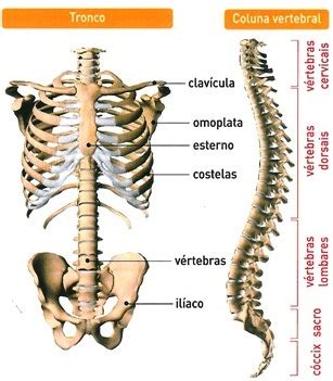 Qu Huesos Forman El Esqueleto Del Tronco Esqueleto Humano