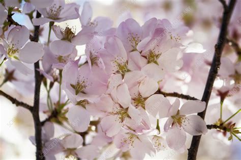 Yoshino Cherry Prunus X Yedoensis Flowers Stock Image C0581208