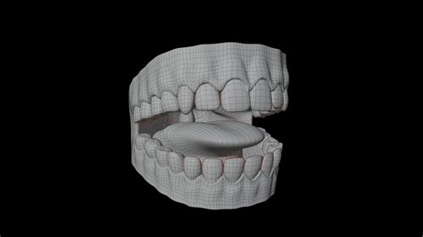 Human Teeth 3d Model Animated Rigged Cgtrader