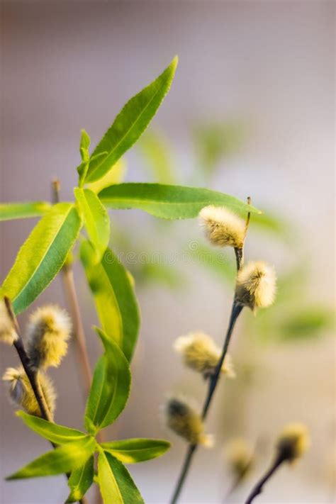 Pussy Willow Branches Close Up Stock Image Image Of Flower Close 91940981