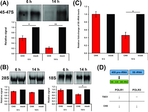 Cycloheximide Chx Treatment Decreases Production Of Rrna Transcripts