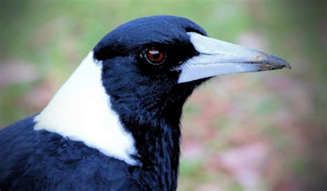 Magpie - Top Facts & Information - Animal Corner