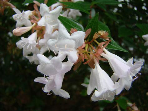 Abelia - Free Plant