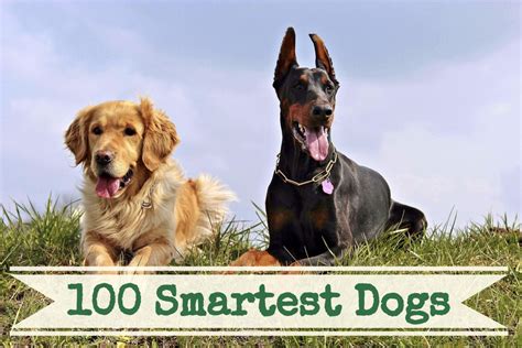 A List of the 100 Smartest Dog Breeds | PetHelpful