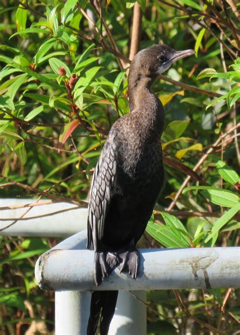 Khao Lak Quelques Photos Niger Birds Animals Animales Animaux