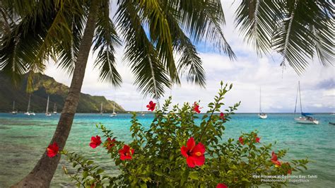 Download Palm Tree Flower Tahiti Opunohu Bay Hibiscus Photography