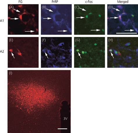 Activation Of The Prolactin Releasing Peptide Immunoreactive Prrp Ir