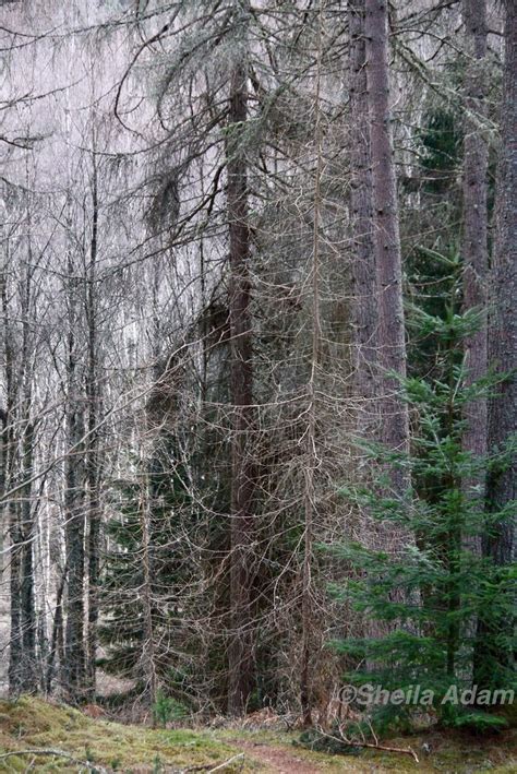 Naked Larch Winter Forest Scene Pitlochry Perthshire Sc Flickr