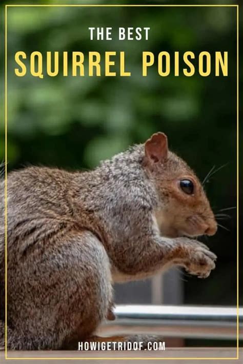 Best Squirrel Poison How I Get Rid Of