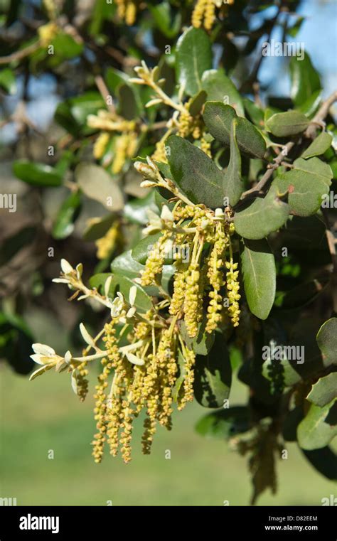 Holm Oak or Holly Oak (Quercus rotundifolia) leaves and catkins in ...