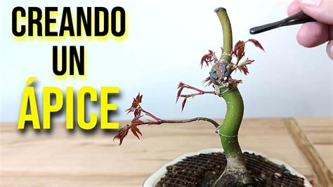 C Mo Intento Crear Un Nuevo Pice En Un Acer Palmatum Bonsai Youtube