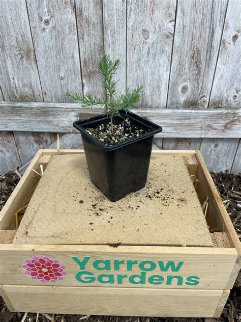 Giant Redwood Sapling 10 20cm P9 Sequoiadendron Giganteum