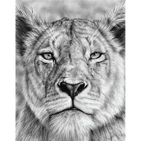 Lion And Lioness Sketch at PaintingValley.com | Explore collection of ...