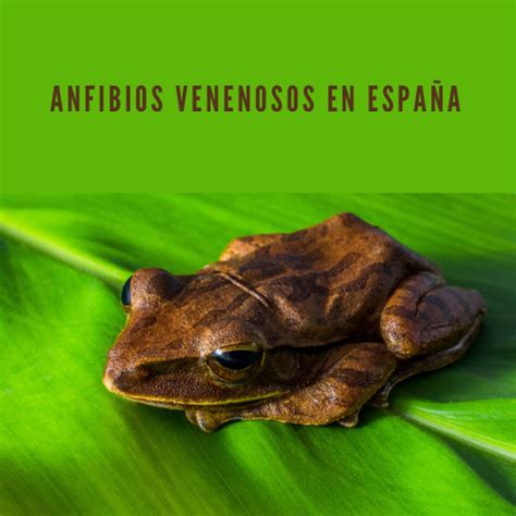 #1 Anfibios venenosos en España - [ Cuáles son - 2021 ]