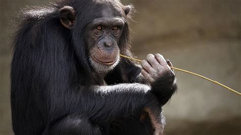 Vanilla ChimpancÉ El Gesto De La Chimpancé Que Ve El Cielo Por