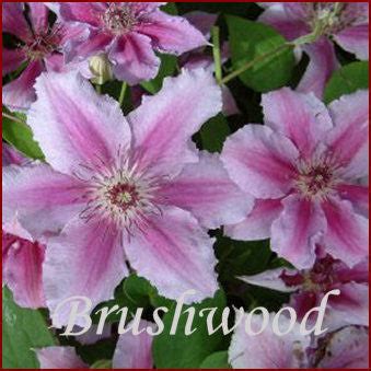 Clematis Girenas | Brushwood Nursery, Clematis Specialists