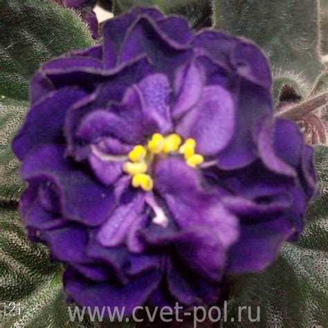 Фиалка ЕК-Черная Жемчужина (Коршунова)