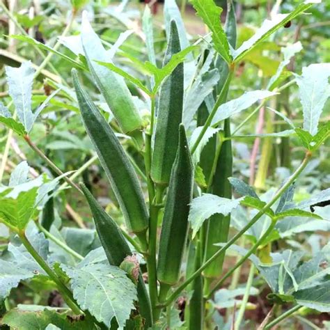 Okra F1 Hybrid Bhendi 10g Seeds My Garden Bd