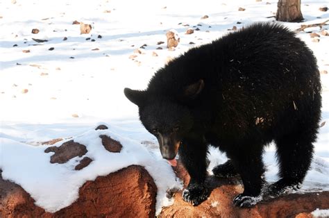 black bear   snow  stock photo public domain pictures