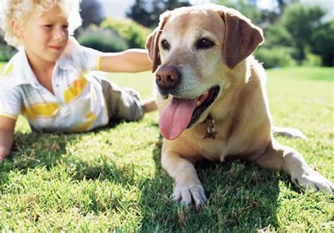 Los mejores Perros para Niños Hiperactivos