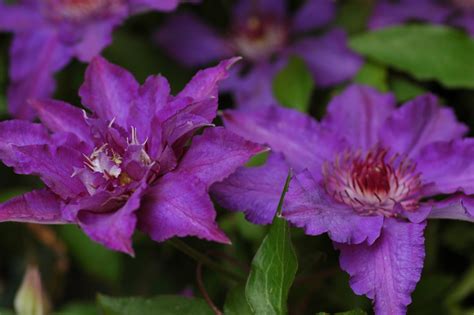 Clematis 'Maria Louise' | Clematis 'Maria Louise' online kaufen