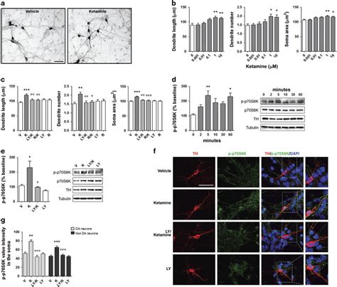 Ketamine Induced Structural Plasticity In Mouse Mesencephalic