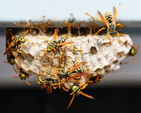 Bees Vs Wasps Vs Hornets